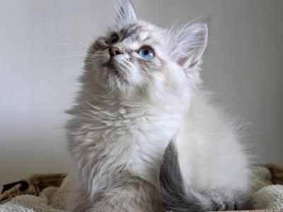 Remy - Siberian - Gallery Photo #1