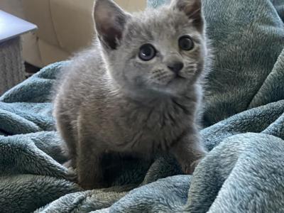 Ellie - Russian Blue - Gallery Photo #1