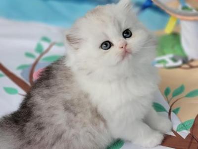 Priscilla - Persian - Gallery Photo #1