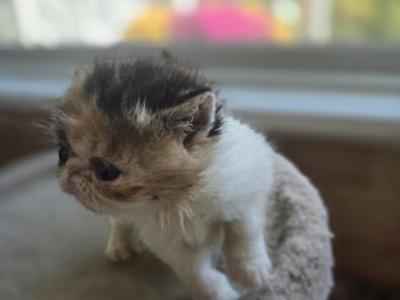 Exotic Shorthair Female Calico Kitten - Exotic - Gallery Photo #1