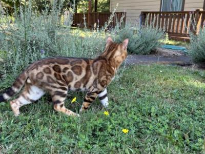 Hugo - Bengal - Gallery Photo #1