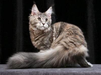 Yantarina - Maine Coon - Gallery Photo #1