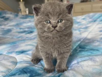 Grayson - British Shorthair - Gallery Photo #1