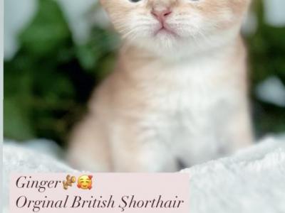 Ginger - British Shorthair - Gallery Photo #1