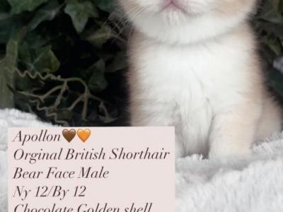 Apollon - British Shorthair - Gallery Photo #1