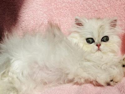 Tea Cup Tinker - Persian - Gallery Photo #1