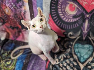 Myla - Sphynx - Gallery Photo #1