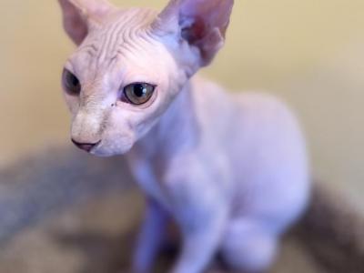 Cinnamon Boy Purebred Tica - Sphynx - Gallery Photo #1