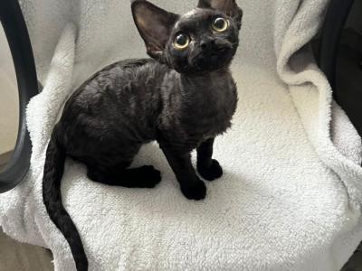 Colin - Devon Rex - Gallery Photo #1