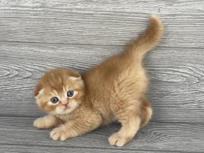 Elias Cattery Anfisa And Mackar New Litter - Scottish Fold - Gallery Photo #1