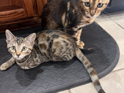 Harlow And Huddy - Bengal - Gallery Photo #1