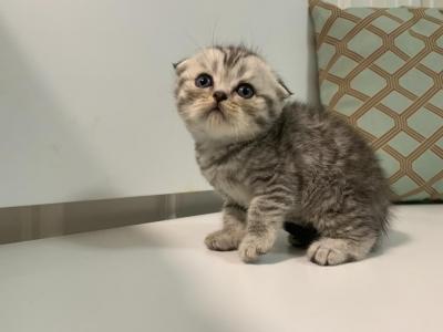 Riley - Scottish Fold - Gallery Photo #1