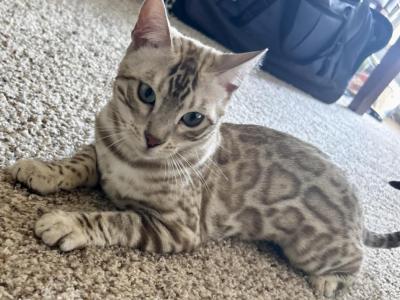 Simba - Bengal - Gallery Photo #1