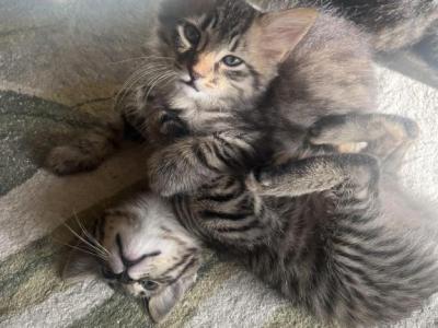 Kittens - American Shorthair - Gallery Photo #1