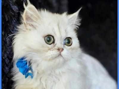 Ace Catsy - Persian - Gallery Photo #1