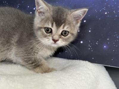 Unique Scottish Fold Blue Ticked Boy - Scottish Fold - Gallery Photo #1