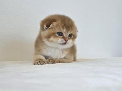 Cattery Golden Heart Cinnamon Golden Shaded - Scottish Fold - Gallery Photo #1