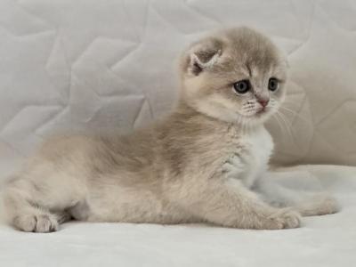 Cattery Golden Heart Fawn Golden Shaded SFS PY11 - Scottish Fold - Gallery Photo #1