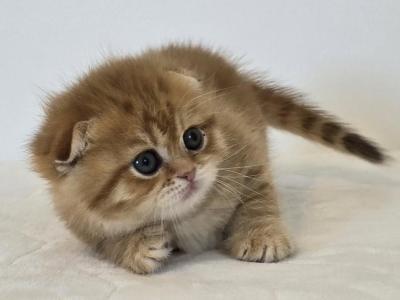 Cattery Golden Heart Black Golden NY24 - Scottish Fold - Gallery Photo #1