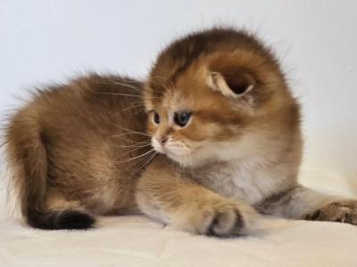 Cattery Golden Heart Black Golden NY25 Famele - Scottish Fold - Gallery Photo #1