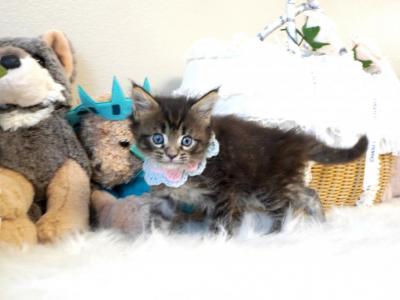 Addison - Maine Coon - Gallery Photo #1