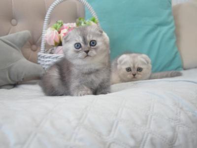 Scottish Fold Silver Chinchilla Duncan - Scottish Fold - Gallery Photo #1