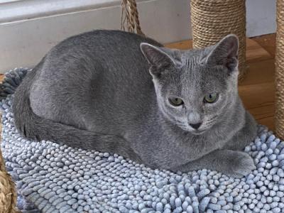 Flowers - Russian Blue - Gallery Photo #1