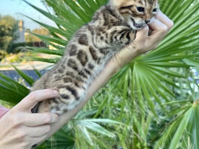 Mirris Spotted And Marbled Boys - Bengal - Gallery Photo #1