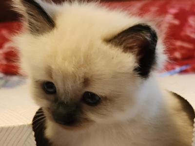 Sealpoint Male - Ragdoll - Gallery Photo #1