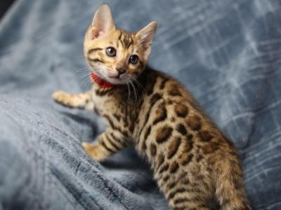 Winnie - Bengal - Gallery Photo #1