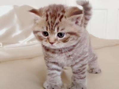 BRITISH SHORTHAIR KITTENS FOR SALE GIRL - British Shorthair - Gallery Photo #1