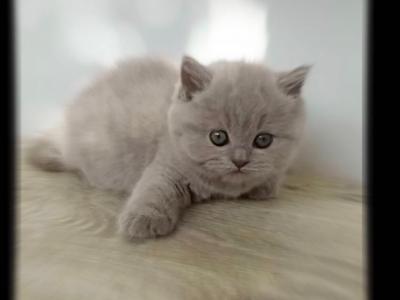 PURE BREED BRITISH SHORTHAIR KITTENS - British Shorthair - Gallery Photo #1