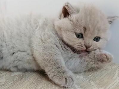 PURE BREED BRITISH SHORTHAIR KITTENS - British Shorthair - Gallery Photo #1