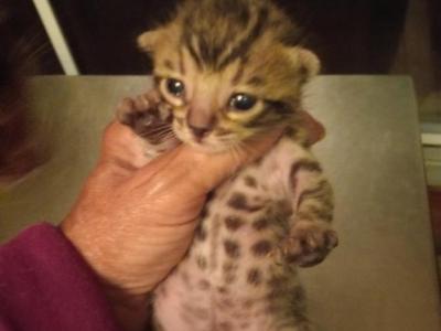 Mary's Litter - Bengal - Gallery Photo #1