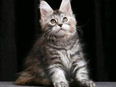 Dreemka - Maine Coon - Gallery Photo #1