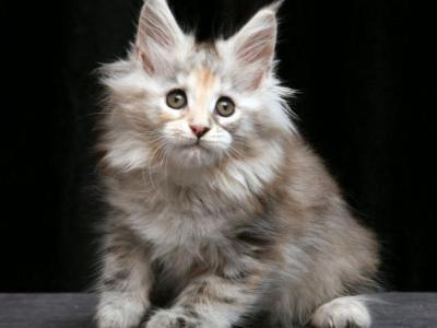 Grandeza - Maine Coon - Gallery Photo #1