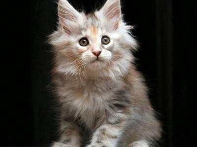 Grandeza - Maine Coon - Gallery Photo #1