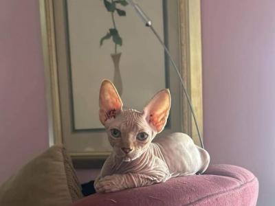 No Names - Sphynx - Gallery Photo #1