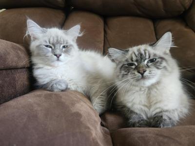 Fefe And Moose Litter - Siberian - Gallery Photo #1