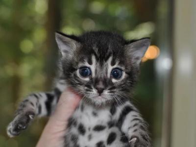 Charcoal Bengals - Bengal - Gallery Photo #1