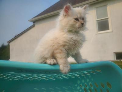 Siberian Kitten - Siberian - Gallery Photo #1