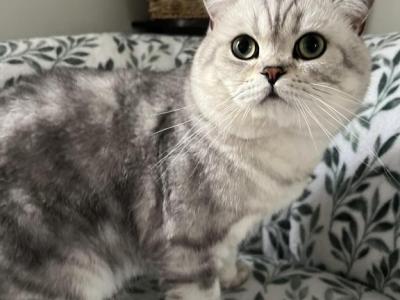 British Shorthair Male - British Shorthair - Gallery Photo #1