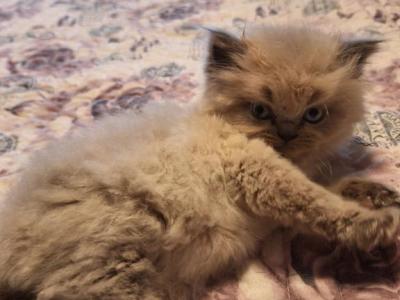 Butterflys Kittens September - Persian - Gallery Photo #1