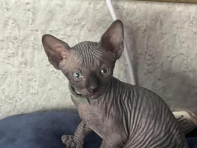 Buddy - Sphynx - Gallery Photo #1