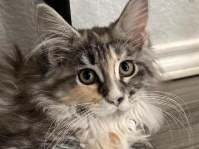 Cora - Maine Coon - Gallery Photo #1