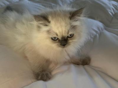 Darla - Himalayan - Gallery Photo #1