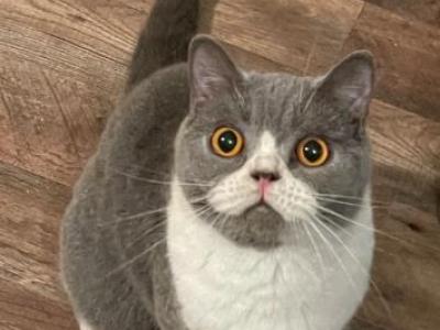 Scottish Fold And British Shorthair - British Shorthair - Gallery Photo #1