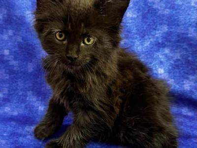 BLACK KITTENS - Maine Coon - Gallery Photo #1