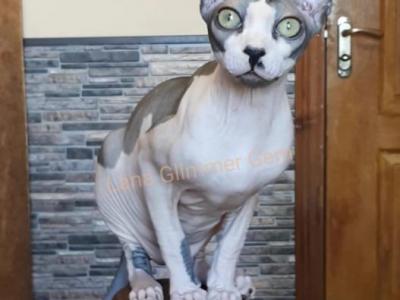 Federico - Sphynx - Gallery Photo #1