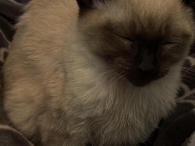 Ozzy - Siamese - Gallery Photo #1